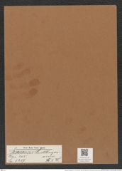 Stictodiscus huettlinerianus Tr. et W. (de-Toni-Nr.: Genus 205, Species 5237) Zeichnungen Sammlung Grunow Mappe 05032 (Herbarium_W_Grunow_drawings_Folder_05032)